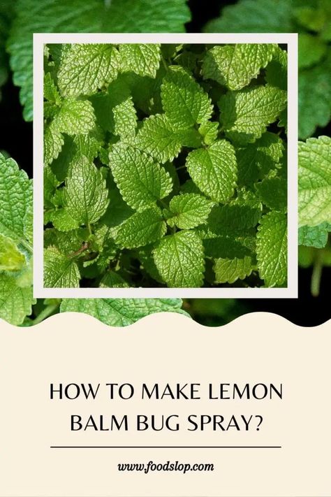 How to Make Lemon Balm Bug Spray [Solved!] - foodslop.com Lemon Balm Bug Spray, Lemon Balm Recipes, Homemade Bug Spray, Bug Spray Recipe, Herbal Recipes, Bug Spray, Lemon Balm, Give Back, You've Been