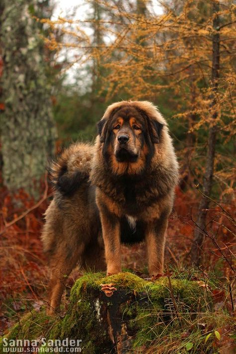 Tibetan Mastiff Dog, Pet Anime, Mastiff Breeds, Giant Dog Breeds, Expensive Dogs, Big Dog Breeds, Tibetan Mastiff, Huge Dogs, Mastiff Dogs