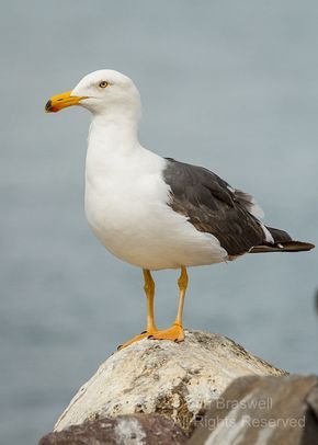 Yellow-footed Gull (Larus livens) - La Paz (Baja) Harbor Birds | Show Me Nature Photography Check Painting, Seagull Tattoo, Beauty Papers, Fall Photography Nature, Sea Gulls, Mantis Shrimp, Landscape Photography Nature, Vacation Deals, Nature Posters