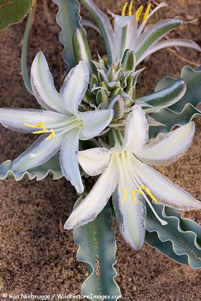 Desert Lily, Anza-Borrego Desert State Park, California Desert Lily, Garden Arrangement, Anza Borrego, Cactus Planta, Beautiful Desert, Lily Garden, Succulents Cactus, Desert Flowers, Drought Resistant