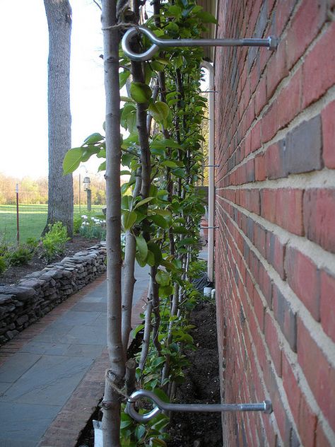 Belgian fence support - espalier support Belgian Fence, A Brick Wall, Walled Garden, Support Structure, Have Inspiration, Garden Trellis, Climbing Plants, Garden Structures, Veggie Garden