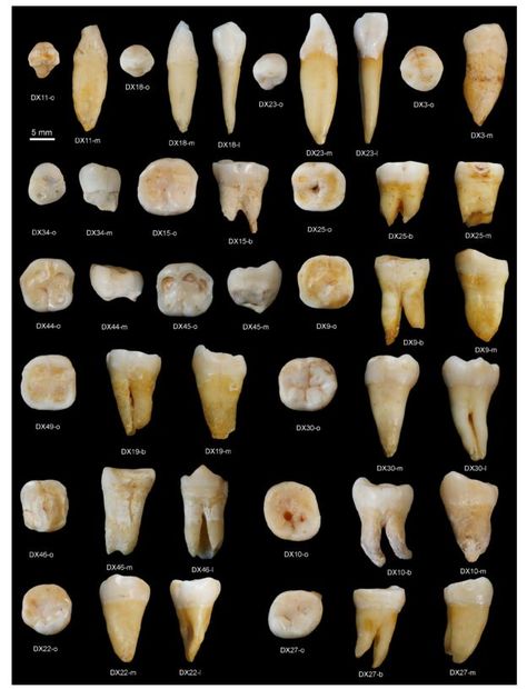 African Ancestors, Teeth Aesthetic, Human Migration, Journal Nature, Dental Anatomy, Human Teeth, Loose Tooth, Fossil Teeth, Oil Pulling