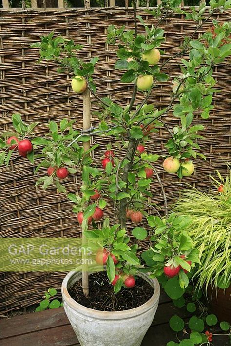 Dwarf 'family' fruit tree combining Malus - Apple 'Elstar' with 'James Grieve' growing in a pot on a deck against a fence with fruit ready to harvest Apple Tree From Seed, Apple Plant, Design Garden Ideas, Golden Sky, Plant Photography, Fruit Tree, Potted Trees, Growing Fruit, Fruit Garden