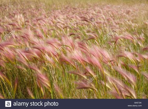 Bunny Tail Grass Gardens, Foxtail Barley, Growing Grass From Seed, Pennisetum Red Head, Foxtail Grass, Ornamental Grasses For Shade, Barley Seeds, Ornamental Grass Landscape, Sanguisorba Red Thunder