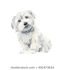 Dogs Images, Dog Watercolor, Coton De Tulear, Maltese Dog, Maltese Dogs, Hand Drawn Illustration, Watercolor Dog, Dog Images, Drawn Illustration