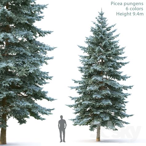 Picea Pungens, Model Tree, Spruce Tree, Uv Mapping, Photorealism, One Tree, 3d Animation, Landscape Architecture, In 3d