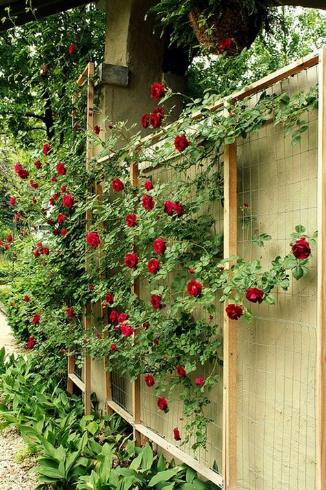 Cheap Privacy Fence, Wall Climbing Plants, Fence Design Ideas, Spiritual Garden, Privacy Fence Ideas, Wall Trellis, Rose Trellis, Privacy Fence Designs, Cheap Fence