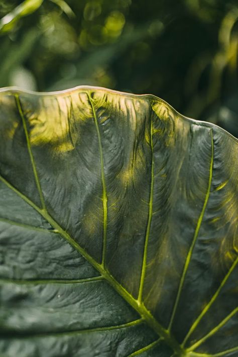 green leaf plant in close up photography photo – Free Image on Unsplash Plant Conservatory, Close Up Faces, Basil Leaf, Leaf Photography, Extreme Close Up, Leaf Plant, Close Up Photography, Plant Art, Green Leaf