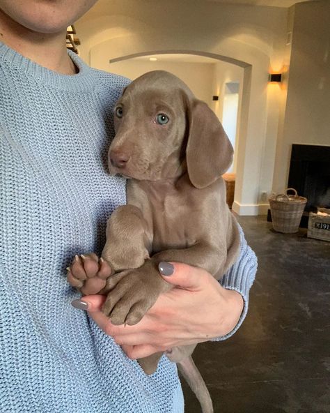 Wiemeriner Dogs, Weimaraner Aesthetic, Weimaraner Puppies Newborn, Long Haired Weimaraner, Weimaraner Hunting, Weimaraner Puppy, Weimaraner Puppies, Weimaraner Memes, Weimaraner Dogs