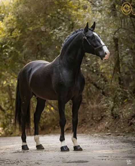 From Ortigão Costa Stud – Breeder of Black Lusitano & LusoWarmbloods Lusitano Dressage, Iberian Horse, Lustiano Horses, Lusitano Stallion, Kathiyawadi Horse, Different Horse Breeds, Horse Photography Poses, Funny Horse Videos, Lusitano Horse