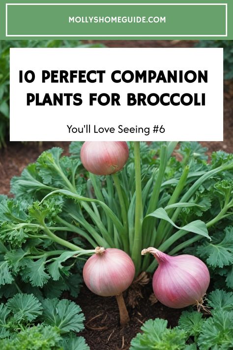 Enhance your broccoli garden with the best companion plants for brassicas. Discover helpful tips and great suggestions for planting buddies that will boost your broccoli's growth. Explore a variety of options for companion planting broccoli to create a thriving and harmonious garden environment. Find out the best plants to grow with broccoli and how they can benefit each other in your vegetable patch. Experiment with different combinations of broccoli companion plants to see what works best for Brassica Companion Planting, What To Plant With Broccoli, Broccoli Companion Plants, Planting Broccoli, Broccoli Garden, Grow Broccoli, Broccoli Leaves, Best Companion Plants, Broccoli Plant