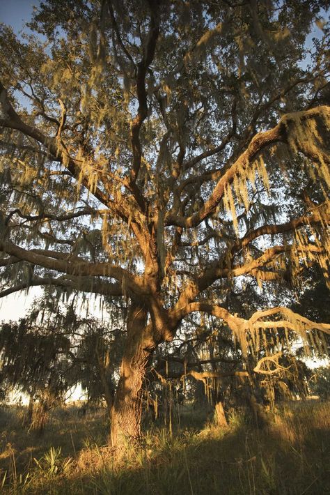 Majestic live oaks, often draped with gray/green Spanish moss, have been a symbol of the... Single Tree, Live Oak, Organic Soil, Spanish Moss, Sandy Soil, Natural Resources, Propagating Plants, Water Cooler, One Tree