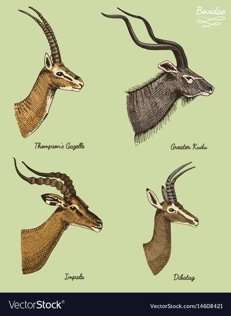 Impala Tattoo Animal, Horns Side View, Gazelle Illustration, Antelope Tattoo, Impala Horns, Persona Inspiration, Gazelle Animal, Kudu Horns, Impala Animal