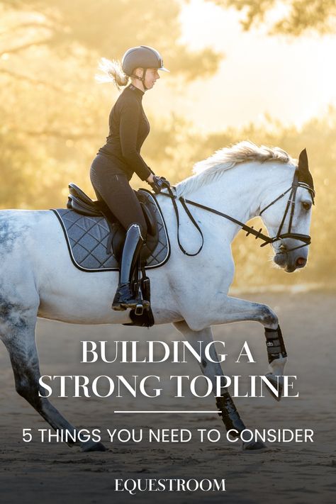 Horse
Horse care
Horse training 
Topline Equestrian Tips, Equestrian Training, Horse Training Exercises, Horse Training Tips, Riding Lessons, Horse Tips, Horse Health, Horse Training, Horse Care