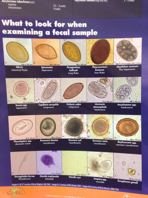 Vet tech students you should know this chart Medical Lab Technician, Vet Tech School, Veterinary Tech, Vet Tech Student, Vet Technician, Medical Laboratory Scientist, Veterinary Science, Veterinary Assistant, Vet Medicine