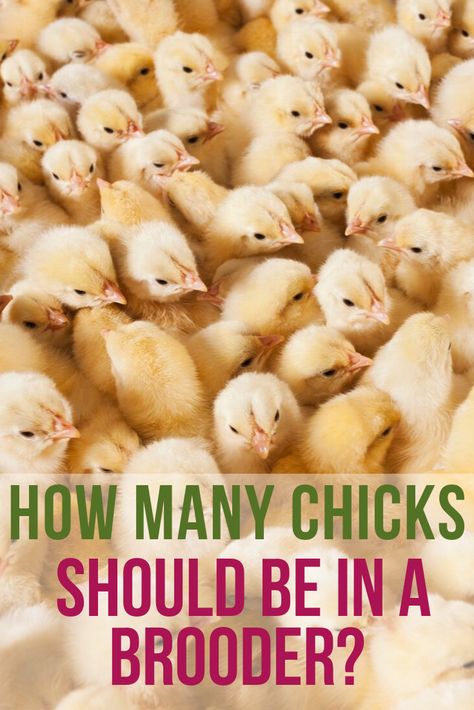 Chicken Brooder Box, Incubating Chicken Eggs, Raising Baby Chicks, Brooder Box, Raising Turkeys, Chicken Brooder, Baby Chicks Raising, Raising Chicks, How To Raise Chickens