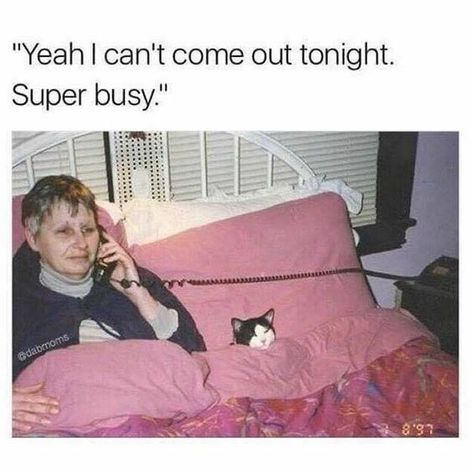 These Animals Have Some Great Plans For The Weekend (Memes) - I Can Has Cheezburger? Lol So True, Introvert Humor, Bad Cats, Super Busy, Memes Humor, Humor Memes, Funny Cat Memes, Animal Jokes, Cleveland Browns