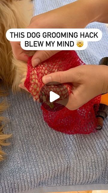 Cinnamon on Instagram: "Have you tried this hack to make grinding the nails of your fluffy dog easier? I started using it after I first saw it on Instagram and it honestly makes it so much easier to avoid hair getting caught in the grinder!  Do you do your dog’s nails with nail clippers or a nail grinder/dremel?" How To Cut Dog Nails, Dog Nail Trimming Hacks, Crafts For Dogs, Cream Retriever, Doodle Cuts, Cut Dog Nails, Dog Growling, Grooming Hacks, Easy Dog Treat Recipes