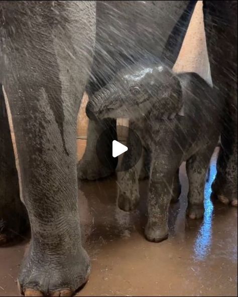 𝙀𝙡𝙚𝙥𝙝𝙖𝙣𝙩𝙨 𝙒𝙤𝙧𝙡𝙙 🐘 on Instagram: "So cute! 🥰🐘 ▪️ 🐘 𝐓𝐚𝐠 𝐚𝐧 𝐄𝐥𝐞𝐩𝐡𝐚𝐧𝐭 𝐥𝐨𝐯𝐞𝐫 𝐚𝐧𝐝 𝐬𝐡𝐚𝐫𝐞 🐘 ▪️  𝐈𝐟 𝐲𝐨𝐮 𝐥𝐨𝐯𝐞 𝐄𝐥𝐞𝐩𝐡𝐚𝐧𝐭𝐬 𝐭𝐡𝐞𝐧 𝐝𝐨 𝐟𝐨𝐥𝐥𝐨𝐰 👇  @elephantsofworld  ▪️  ▪️  ▪️ 1 video: @copenhagenzoo 2 video: @misterzookeeper ▪️  ▪️  ▪️ ➖ ➖ ➖ ➖ ➖ ➖ ➖ ➖ ➖ ➖ ➖ ➖ #elephant #elephantlove #elephants #elephantlover #elephantlovers #elephantfamily #elephantsofworld #elephantparade #elephantjournal #elephantsantuary #elephantbaby#elephantorphanage #elephant🐘 #elephantears #elephantrock #elephantbar #elephantear #elephantear #elephantcamp #elephantjunglesanctuary #elephantarmy#elephantrescue #elephantconservation #elephantshirt #elephantandcastle #elephantpants #elephantsafari #elephantday" Baby Elephants, Elephant Videos, Elephants Videos, Baby Elephant Video, Elephant Swimming, Elephant Gif, Elephant World, Elephant Camp, Baby Elephants Playing