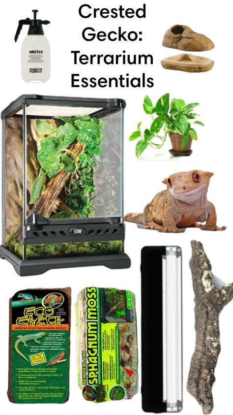 Crested Gecko Habitat Terrariums, Crested Gecko Enclosure Ideas, Crested Gecko Setup, Crested Gecko Habitat Ideas, Crested Gecko Habitat Bioactive, Bioactive Crested Gecko Tank, Crested Gecko Terrarium Ideas, Crested Gecko Terrarium, Crested Gecko Bioactive Terrarium