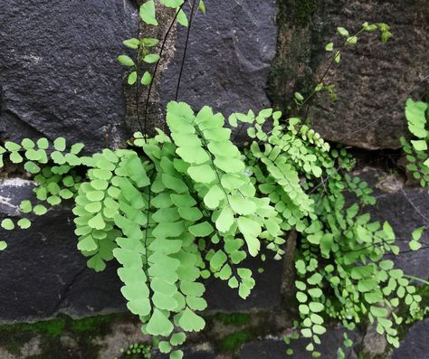 Top 10 Michigan Native Plants for Shade Gardens - Bright Lane Gardens Plants For Shade, Maidenhair Fern, Shade Gardens, Tranquil Retreat, Ecosystem, Native Plants, Fern, Michigan, Top 10