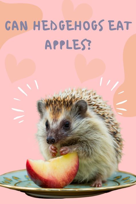 Apples are a safe treat for hedgehogs in moderation. Remove the peel and seeds, and limit to just a couple times per week since they are high in sugar. A hedgehog's main diet should be protein-rich kibble and insects. Learn more about which fruits are okay for hedgies! #susanajean #petinpocket #hedgehog Hedgehog Diet, What Can Hedgehogs Eat, Hedgehog Facts, Hedgehog Washing, Hedgehog Eating, A Hedgehog, Seeds, Fruit, Canning