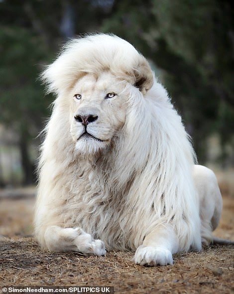 White Lion, Lion, Human, Photography, On Instagram, White, Instagram