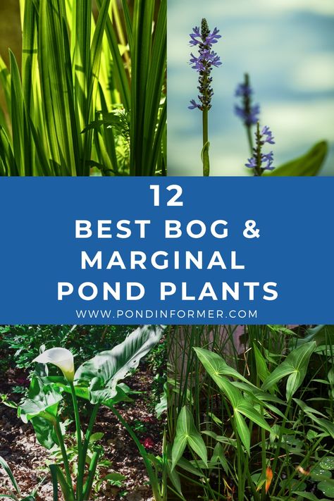 Natural Pond Plants, Bog Plants Landscaping Ideas, Best Pond Plants, Bog Planter Ideas, Bog Garden Plants, Bog Garden Ideas How To Build, Plants Around Ponds Landscaping, Bog Filters For Ponds Diy, Bog Plants Ponds