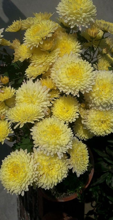 Yellow Chrysanthemum Bouquet, Yellow Chrysanthemum Aesthetic, Crysantenum Flower Aesthetic, Turmeric Aesthetic, Chrysanthemums Aesthetic, Chrysanthemum Flower Aesthetic, Yellow Aesthetic Flowers, Chrysanthemum Aesthetic, Yellow Flowers Aesthetic