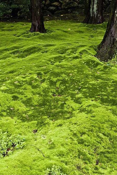 Moss lawn can be a no-mow, low-care, water-wise alternative to turfgrass lawn when circumstances are right. Learn the pros and cons of moss as a lawn substitute. #easyyardideas #nograssyardideas #moss #gardeningadvice #houseplanthacks #howtogrow #indoorflowers #plantparenttips #thespruce Moss Instead Of Grass Yards, No Grass Lawn Ideas, No Mow Fescue Lawn, Grass That Doesnt Need Mowing, Moss Yard Lawn, Moss And Clover Lawn, Moss Lawn Front Yards, Grass Replacements Ideas, How To Grow Moss