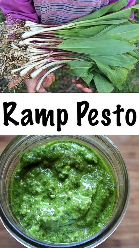 Spring Appetizer, Pesto Uses, Pickled Ramps, Anything Green, Ramp Pesto, Wild Ramps, Pesto Recipes, Wild Food Foraging, Foraging Recipes