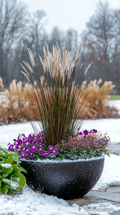 Creating Stunning Winter Planters: Thriller, Filler, Spiller Approach - The Garden Style Winter Potted Plants, Pool Planters, Winter Pansies, Tall Ornamental Grasses, Winter Planters, Red Twig Dogwood, Twig Dogwood, Winter Planter, Hardy Plants