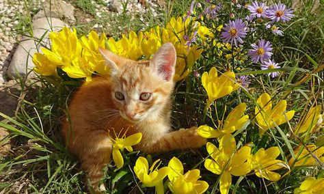 Keep Cats Out Of Garden Spaces With These Tips - Epic Gardening Keep Cats Out Of Garden, How To Keep Cats Out Of Flower Beds, Flowers Safe For Cats, Flowers Toxic To Cats, Plants Harmful To Cats, Cat Deterrent, Epic Gardening, Cat In Garden Painting, Row Covers