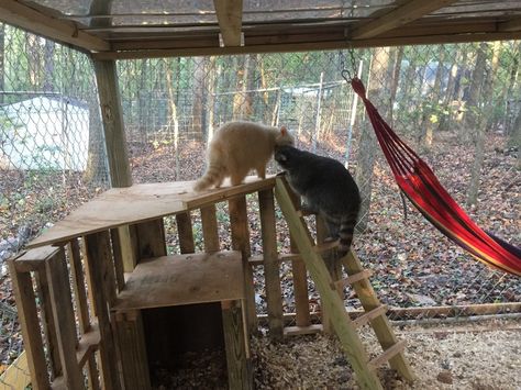 'Aggressive' Rescue Raccoon Can't Stop Cuddling With Her New Mom Raccoon Enclosure, Cuddle Love, Pet Raccoon, Zoo Ideas, Racoon, So Delicious, Life Goals, New Moms, Loki