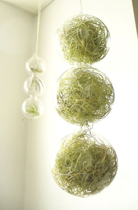 Hanging Planters And Container Garden Ideas For Indoors Kokedama Stand, Tillandsia Usneoides, Tanaman Air, Decorate Room, Air Plant Display, Tillandsia Air Plant, Air Plant Terrarium, Glass Globes, Spanish Moss