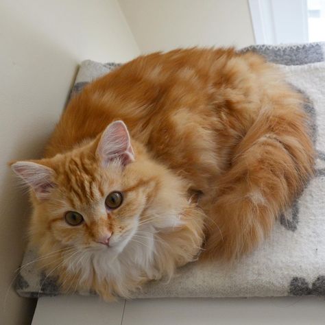 Ginger Ragdoll Cat, Tabby Kitten Orange, Ragamuffin Cat, Cute Ginger, Ginger Kitten, Orange Kittens, Tabby Kitten, Orange Cats, Orange Tabby