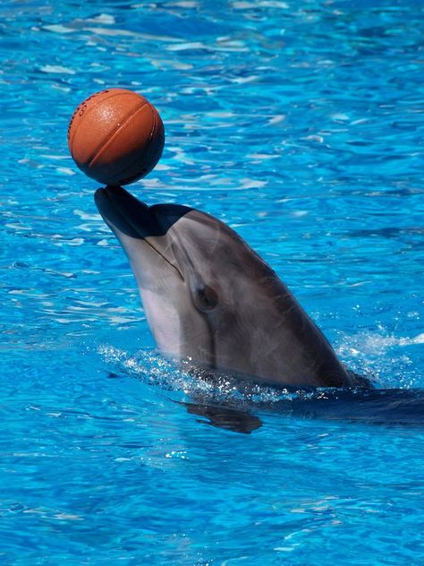 Talented basketball player by DakanCZ Aesthetic Sea Animals, Fish Tank Drawing, Dolphin Funny, Sea Theme Nursery, Dolphin Photography, Sea Themed Nursery, Tattoo Sea, Sea Life Painting, Dolphin Images