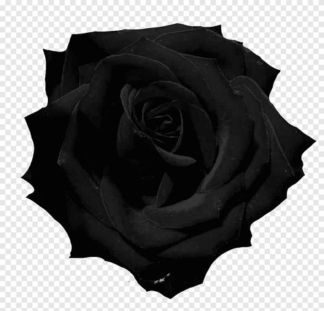 Illustration Rose, Rose Icon, Black Flowers, Design Floral, Black Rose, Lab, Roses, Romance, Flowers