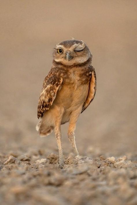 Burrowing Owl, Owl Photos, Felt Birds, Owl Tattoo, North And South America, North South, Barn Owl, Birds Eye View, Birds Eye