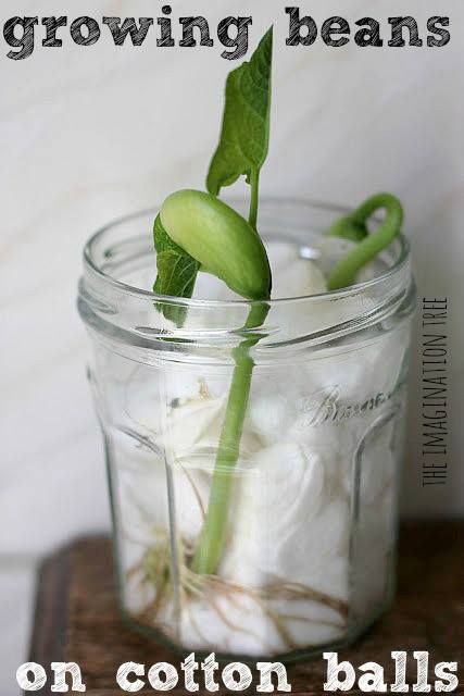 All you need for this easy activity is a glass jar or bottle, some cotton balls and a bean!  Fill a glass jar with cotton balls. Place a bean on either side of the jar in the cotton balls. Water down the cotton balls till they are damp but not overly wet.   You'll see sprout growth within a few days. After about 3 weeks, remove fully formed bean stalk from the glass jar and replant into a soil filled container!  Great project for adults or kids!! Grow Beans, Growing Beans, Science Experience, Imagination Tree, Plant Science, Kindergarten Science, Preschool Science, E Mc2, Cotton Balls