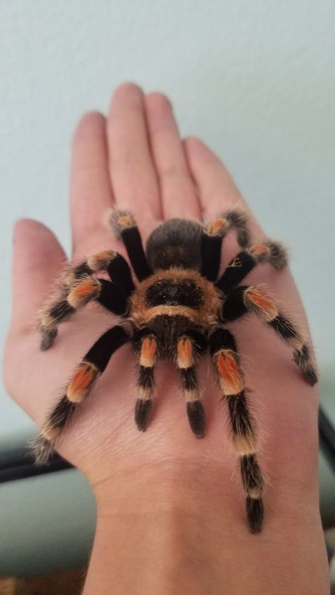 Tranchulas Pet, Trantuala Spider Pet, Tarantula Wallpaper, Tarantula Aesthetic, Tarantula Cute, Mexican Red Knee Tarantula, Tarantula Pet, Cute Spiders, Tarantula Enclosure