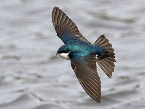 Ontario Birds, Summer Fields, Nest Boxes, Tree Swallow, Flight Feathers, Grassy Field, Flying Insects, Swallows, All Birds