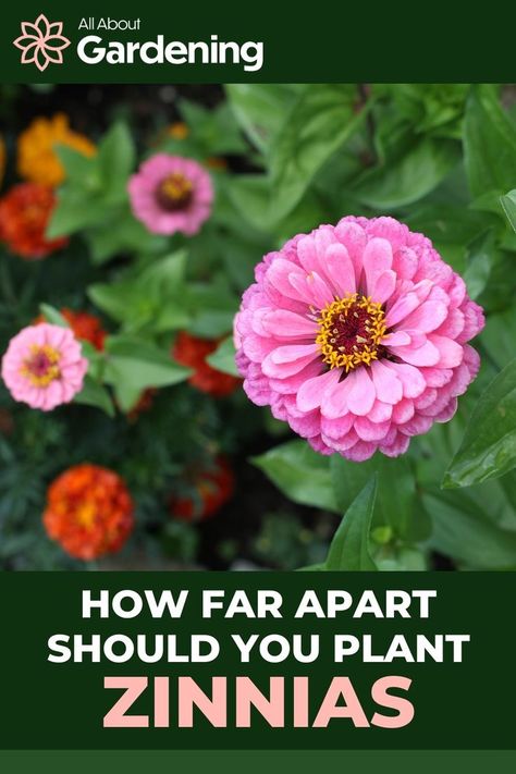 Planting Zinnias, Flower Planting Guide, Full Sun Flowers, Deer Resistant Garden, Zinnia Garden, Annual Garden, Starting Seeds Indoors, Zinnia Flowers, Border Plants