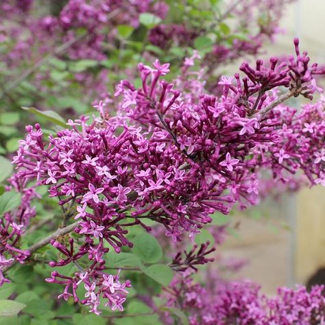 About Bloomerang® Dark Purple Reblooming Lilac Bloomerang® Dark Purple Reblooming Lilac (Syringa ‘SMSJBP7’) is a robust and versatile shrub, featuring deep purple blooms, especially in bud. This deciduous shrub grows to 4-6 feet in height and width, making it ideal for foundation plantings, mixed borders, and decorative containers. Known for its exceptional disease resistance and fragrant flowers, it attracts pollinators like butterflies and offers continuous color from spring through fall. Blooming first in mid to late spring, it takes a brief rest and then reblooms from mid to late summer through to frost. Deer-resistant and thriving in various climates, Bloomerang® Dark Purple is a standout addition to any garden. How to Grow Bloomerang® Dark Purple Reblooming Lilac Bloomerang® Dark Pur Reblooming Lilac, Deer Resistant Shrubs, Tall Shrubs, White Flower Farm, Lilac Tree, Lilac Bushes, Foundation Planting, Garden Decor Items, Zone 5