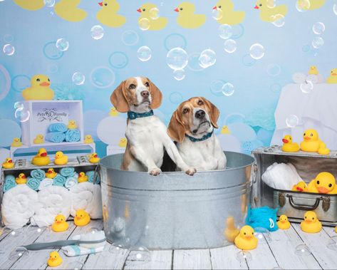 Dog Photography Backdrop, Dog Backdrop Ideas, Dog Photo Props, Dog Photobooth Ideas, Dog Grooming Photo Backdrop, Summer Dog Photoshoot, Fun Dog Photoshoot, Dog Photo Backdrop, Dog Photobooth