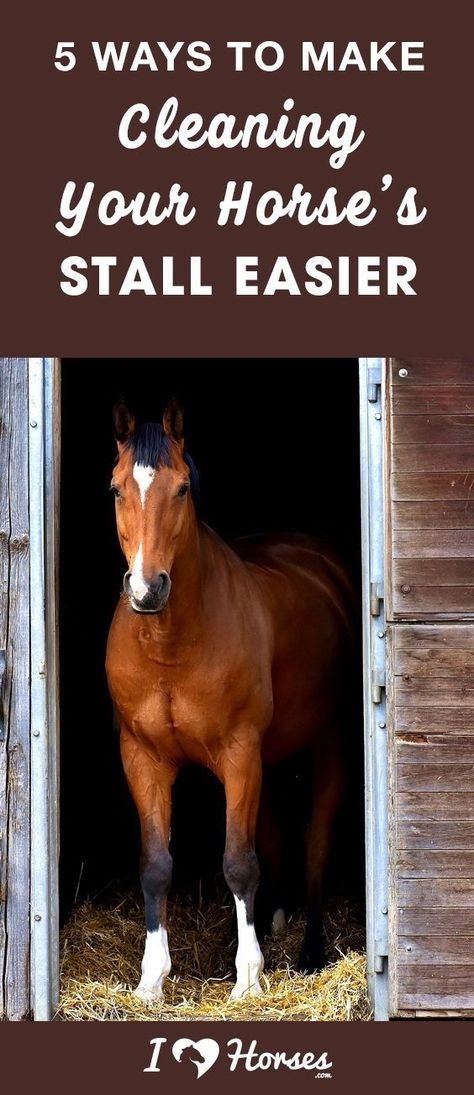 You might not like it, but cleaning your horse's stall is one of your most important chores as a horse owner. It's dirty, smelly, and time consuming work, but someone has to do it. You can lessen your load by following these five tips to make stall mucking a lot easier. Read through now to learn how. #horses #horseowner #horsecare #horsestall #horsetips #horsehacks #barnchores #barnlife Stall Cleaning, Equestrian Barns, Horse Ownership, Diy Horse Barn, Horse Stall, Horse Story, Horse Care Tips, Equestrian Problems, Horse Training Tips