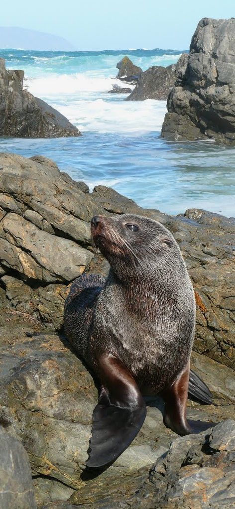 New Zealand Fur Seal, South Coast, Wellington, New Zealand ~ New Zealand Flora And Fauna, New Zealand Animals, New Zealand Wildlife, New Zealand Adventure, Fur Seal, Visit New Zealand, Wellington New Zealand, Marine Mammals, New Zealand Travel