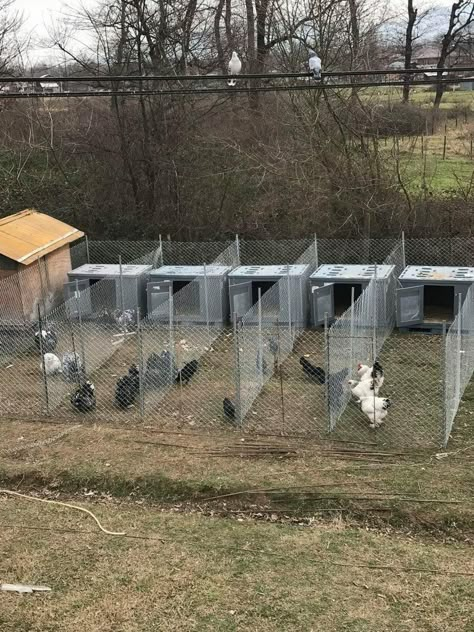 Poultry Breeding Pens, Chicken Breeding, Chicken Tunnels, Farm Dream, Chicken Coop Garden, Chicken Pen, Backyard Chicken Coop Plans, Diy Chicken Coop Plans, Backyard Chicken Farming