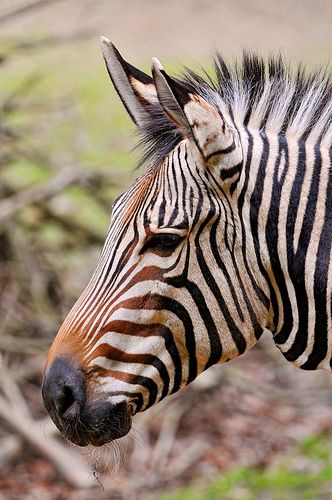 Zebra profile picture Zebra Profile, Cute Astethic, Happy New Year 2011, Side View Of Face, Zebra Pictures, Zebra Face, Photos For Painting, In The Zoo, Cute Profile