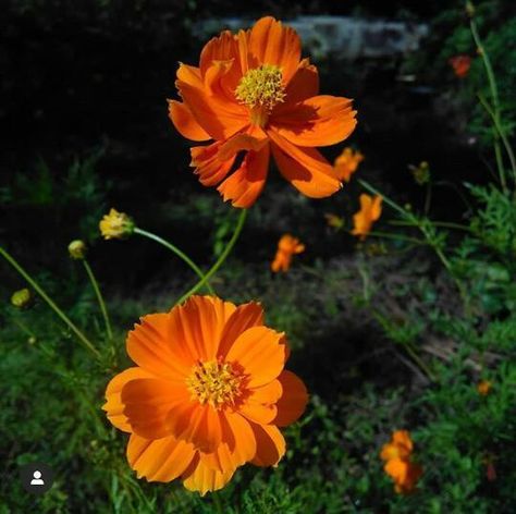 Yellow Cosmos from Purwosari, Pasuruan, Jawa Timur, Indonesia on February 27, 2020 at 12:26 PM by Femy Sarah. Sulfur kenikir (Cosmos sulphureus) is a flowering plant originating from Mexico and belongs to th... Cosmos Sulphureus, Yellow Cosmos, Summer Garden, Cosmos, Planting Flowers, Indonesia, Yellow, Plants, Mexico